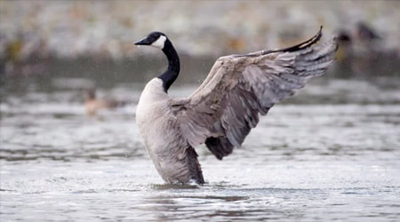 Canada Goose