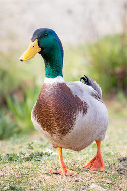 Mallard Duck