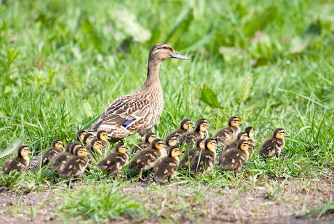 Mallard Ducklings