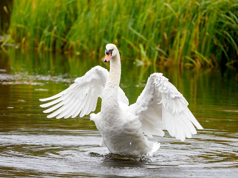 Mute Swan