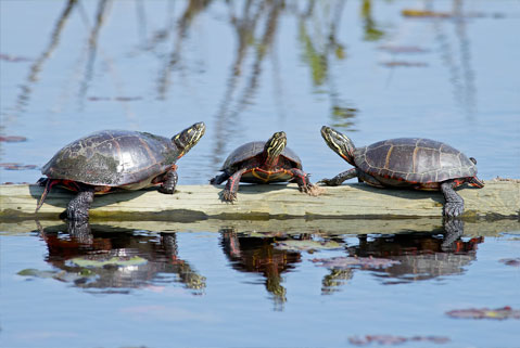 Painted Turtle